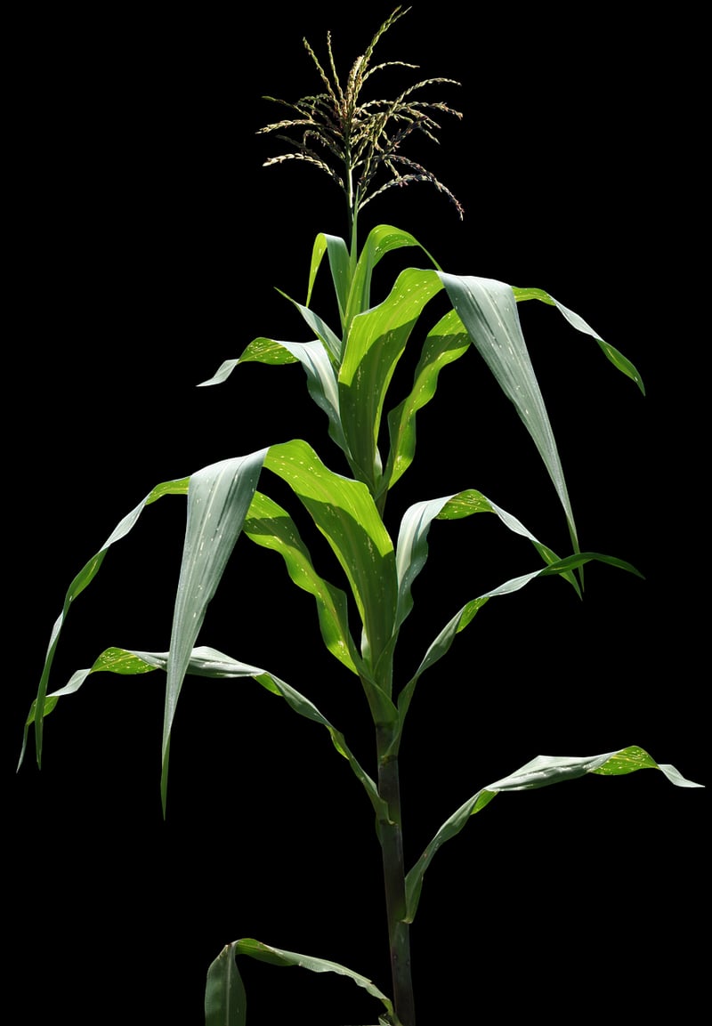 Edible Plants in Garden
